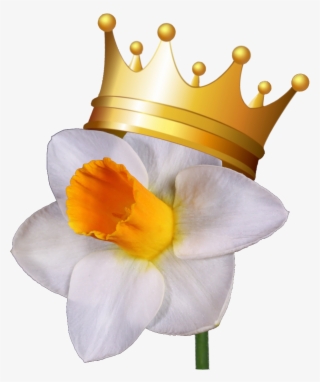 "royal Daffodils" - Vector