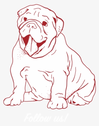 White Dog - Dog Yawns