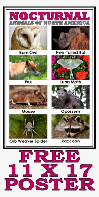 Introduce Your Nocturnal Animals Study With This Free - Nocturnal Animals North America