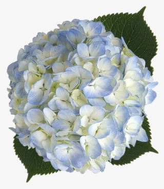 Hydrangea Blue Png