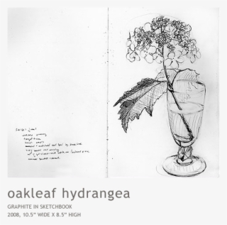 Hydrangea - Sketch