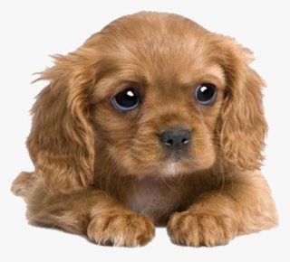 Puppies Png Transparent Image - Cocker Spaniel X King Charles Cavalier