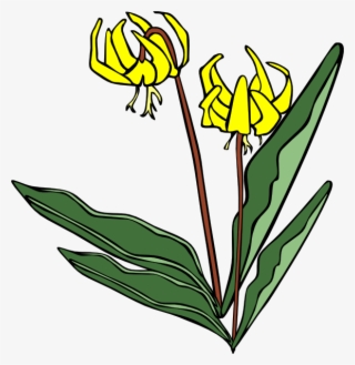 Yellow Flower Png