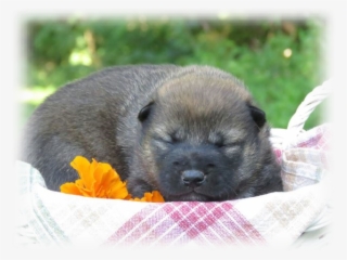 Puppies For Sale In Kentucky Sometimes Change - Eurasier