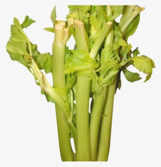 Celery Png Image 1 - Celery