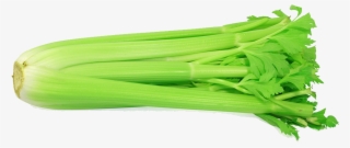 Celery - Celery With White Background