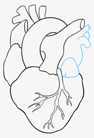 Human Heart To Draw