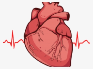 Real Heart Clipart - Real Heart