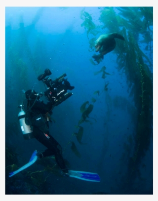 The Camera Coach® Your Guide To Underwater Videocamera - Scuba Diving