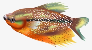 Free Png Download Orange Fish Transparent Clipart Png - Fish