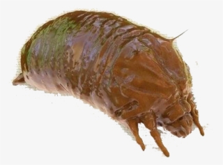 Bed Bug Png Free Pic - Southern Comma