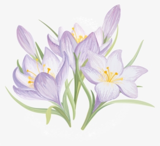 Iris Flower Drawing - Spring Drawn Flowers