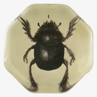 Dung Beetle