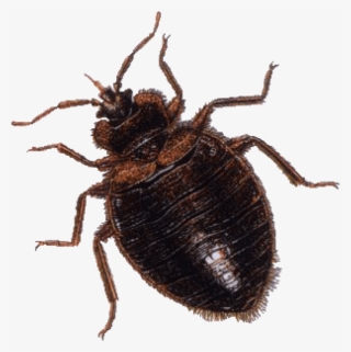 Free Png Download Brown Bug Png Images Background Png - Bed Bug