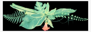 Dutchman's Pipe