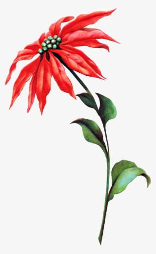 Poinsettia Vintage