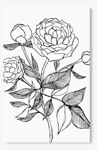 Peony - Floribunda