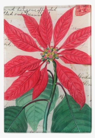Poinsettia Png