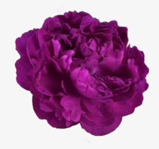 Kpopedits Sticker - Пион Victoire De La Marne