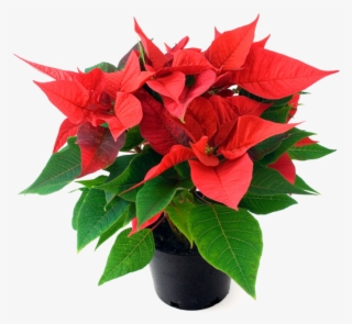 Order Your Beautiful Nursery Quality Poinsettias Now - Poinsettia Plant In Bangalore