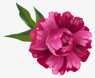 Fuchsia Peony Flower Transparent Image