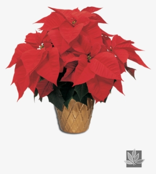 Poinsettia Png - Poinsettia