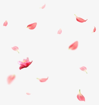 Svg Download Petal Creative Falling Transprent Png - 花瓣 素材