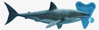 Shark Species Family Tree Ocean Ecosystem Predator