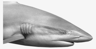 Reef Shark Inspects The Diver - Great White Shark