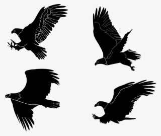 Bald Eagle Bird Of Prey Beak - Eagles Silhouette Transparent