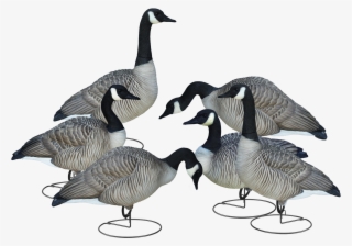 Livecraft™ Full Body Geese - Canada Goose
