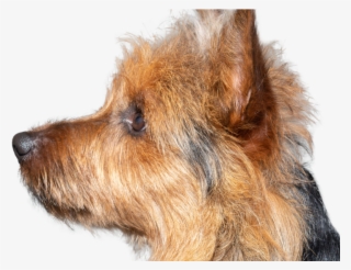800 X 600 1 - Australian Terrier