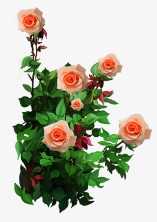 Roses,pink,roze,rosa, - گل بی خار