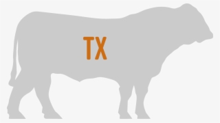 What's The Best Bull For Your Herd's Goals Click Here - Bison