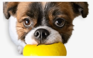 Squeaky Emoji Dog Toy Pet Qwerks Interactive Pet Toys - Companion Dog