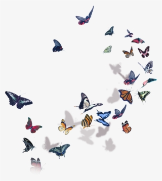 Butterflies Halsey - Halsey World Tour 2018