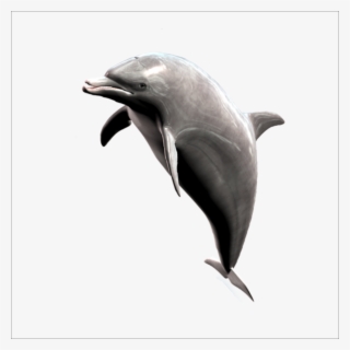 Png Images Dolphin (id 11386) - Дельфин На Прозрачном Фоне