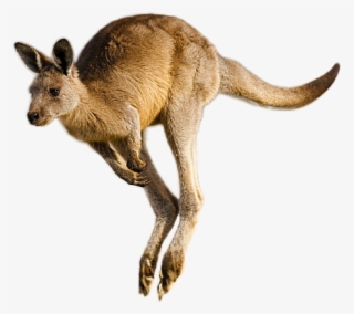 Kangaroo Png Image - Kangaroo