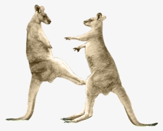 Kangaroo Kick Png
