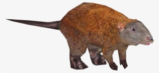Kangaroomuskyrat Tamarahenson - Punxsutawney Phil