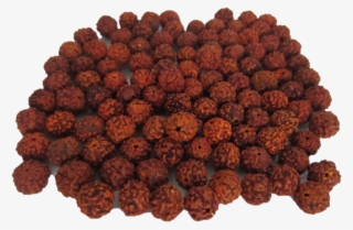 Rudraksha Malas Have Been Used By Hindus As Rosaries - Rudraksha Beads