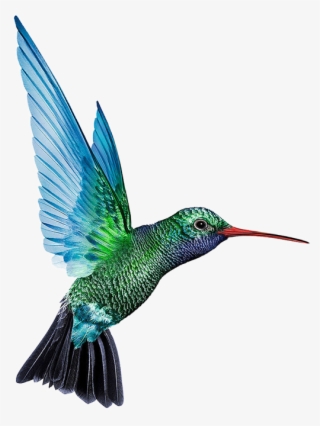 Hummingbird Png Free Download