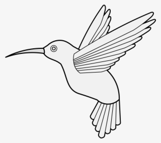 Details, Png - Rufous Hummingbird