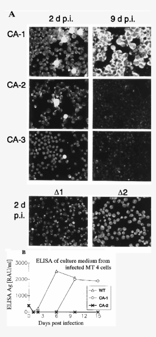 Infectivity Of Mutant Virus Particles - Monochrome
