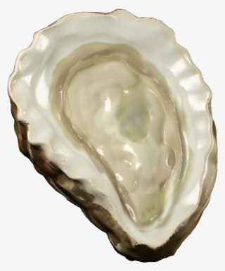 Oyster 2 - Tiostrea Chilensis