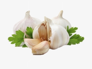 Allium Sativum L