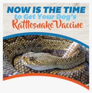 Get Your Dog's Rattlesnake Vaccine - Rattlesnake Head