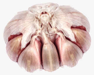 Elephant Garlic