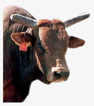 What Are The Pbr's 10 Hardest Bulls To Ride - Working Animal