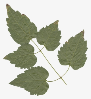 Nature Leaves - American Aspen